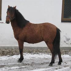Kaspisk hest Semi   
