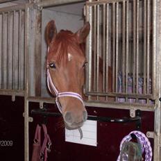 Anden særlig race Hope