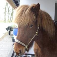 Islænder Frökk frá Enni