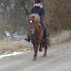 Islænder Frökk frá Enni