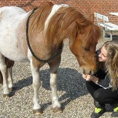 Shetlænder /Islænder Rasmus Klump.