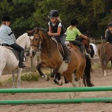 Anden særlig race Chic (rideskolepony)