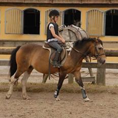 Anden særlig race Chic (rideskolepony)