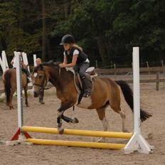 Anden særlig race Chic (rideskolepony)