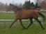 Trakehner Pichu - En lille spinkel 2-års der godt kan finde ud af at flytte sine ben...