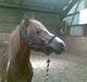 Anden særlig race Pegasus
