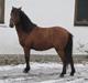 Kaspisk hest Semi   