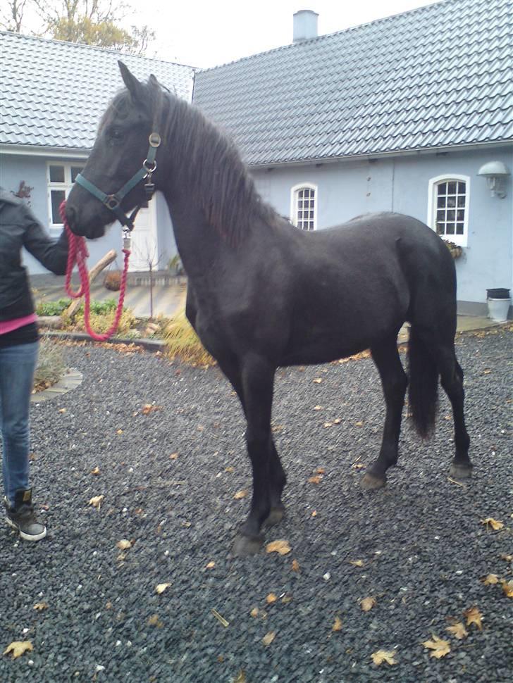 Barockpinto Malou. SOLGT :'( billede 3