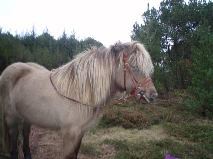 Islænder STIGANDI fra MYRETUE - Modelbillede Foto Mathilde billede 20
