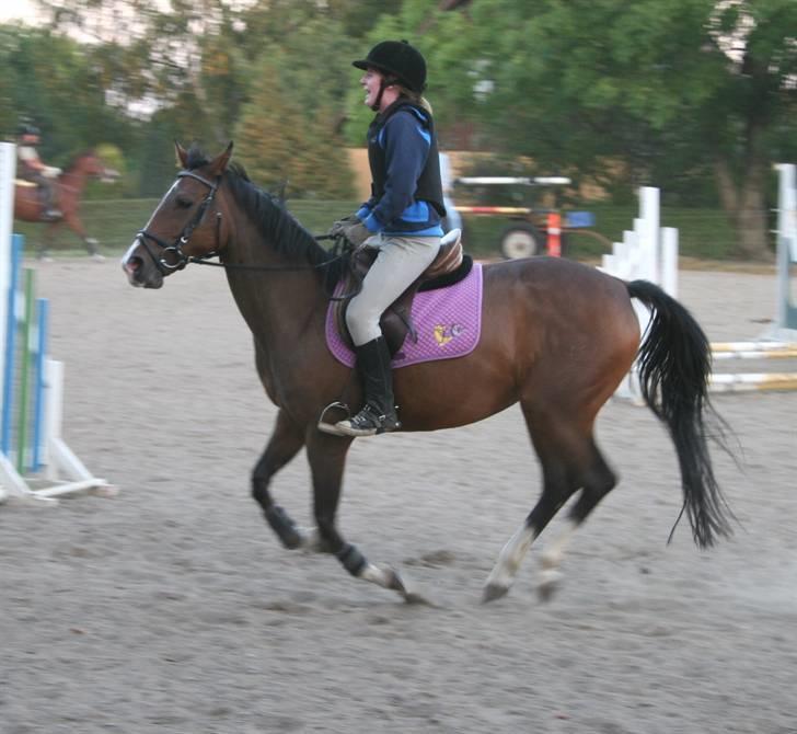 Dansk Varmblod Dritholmgårds Grand Zuré billede 8