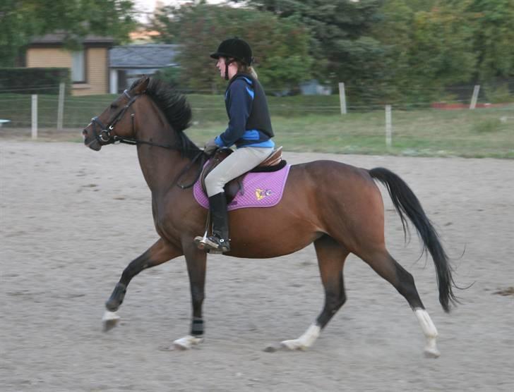 Dansk Varmblod Dritholmgårds Grand Zuré billede 9