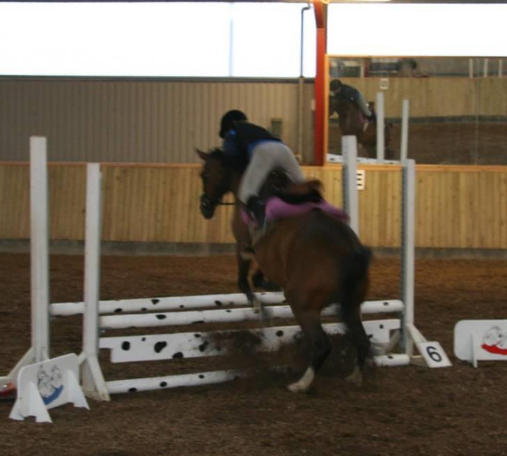 Dansk Varmblod Dritholmgårds Grand Zuré billede 10