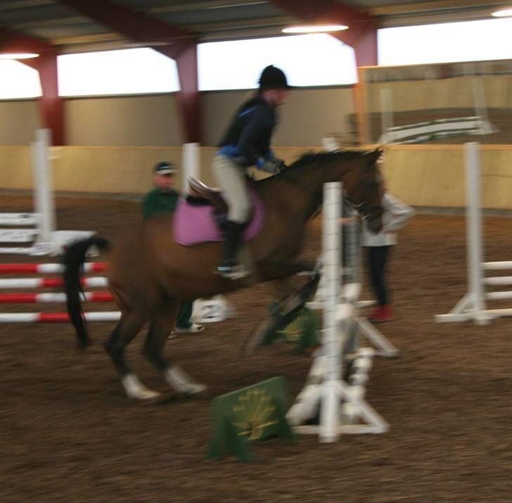 Dansk Varmblod Dritholmgårds Grand Zuré billede 11