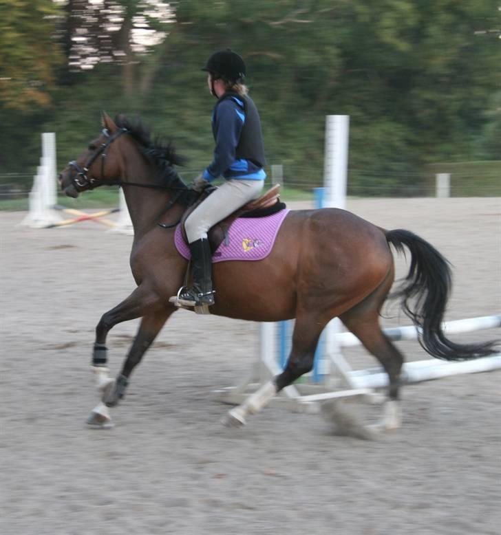 Dansk Varmblod Dritholmgårds Grand Zuré billede 12