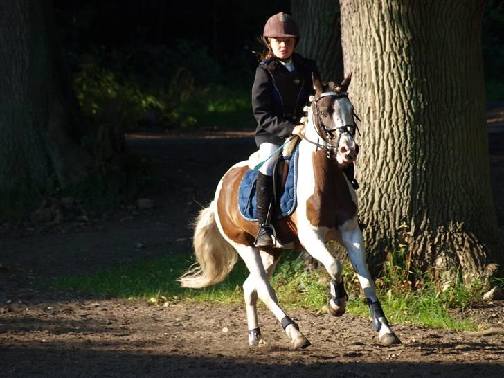 Anden særlig race Indian blue (solgt) - Opvarmning til stævne<3 billede 1