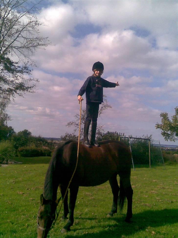 Anden særlig race Kia billede 17