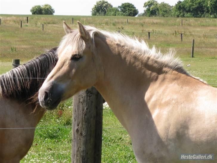 Anden særlig race Sylvester (Udlånt) - Fordi du er en pony med charme, selvtillid og super lækkert hår . Foto: Chrille, Taaak billede 4