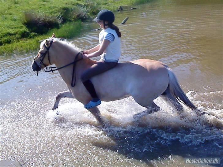 Anden særlig race Sylvester (Udlånt) - Fordi vi kan gøre alt sammen . Foto: Chrille, Taak billede 5