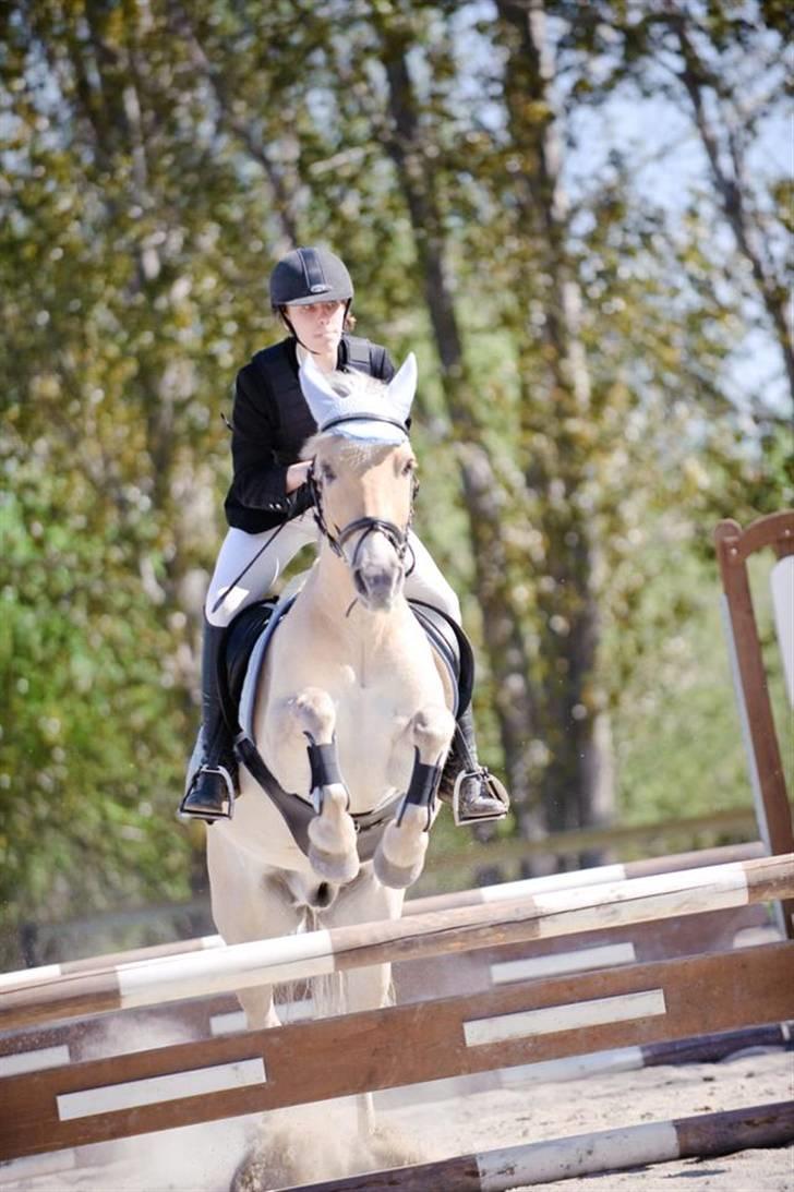 Anden særlig race Sylvester (Udlånt) - Fordi jeg altid ser åndssvag ud, og du altid ser perfekt ud.. Foto: Kan ikke huske, prof. fortograf  billede 6