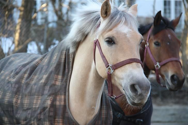 Anden særlig race Sylvester (Udlånt) - Fordi du er det smukkeste .. Foto: Kusine billede 19