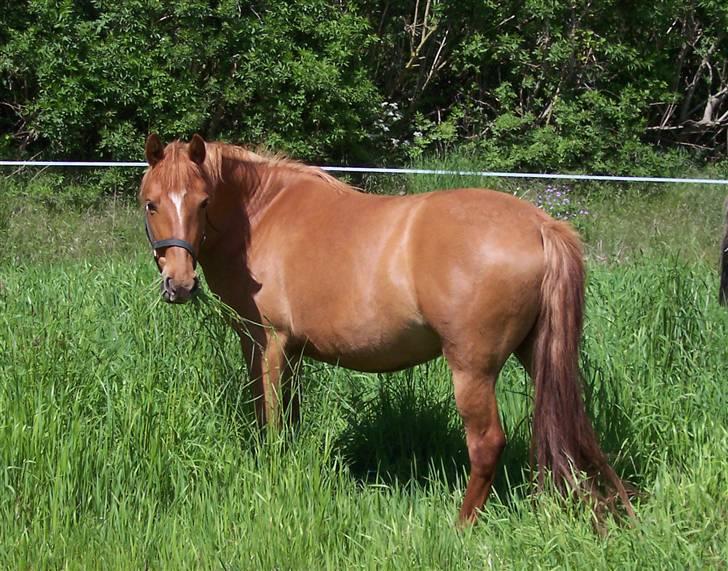 Anden særlig race Hestehuset`s Feline solgt - Dejlige Feline billede 1