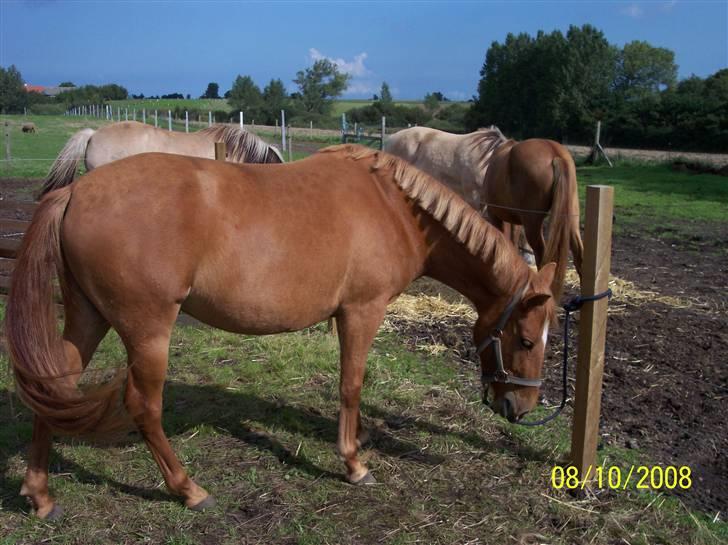 Anden særlig race Hestehuset`s Feline solgt - Se, jeg kan svinge med halen billede 2