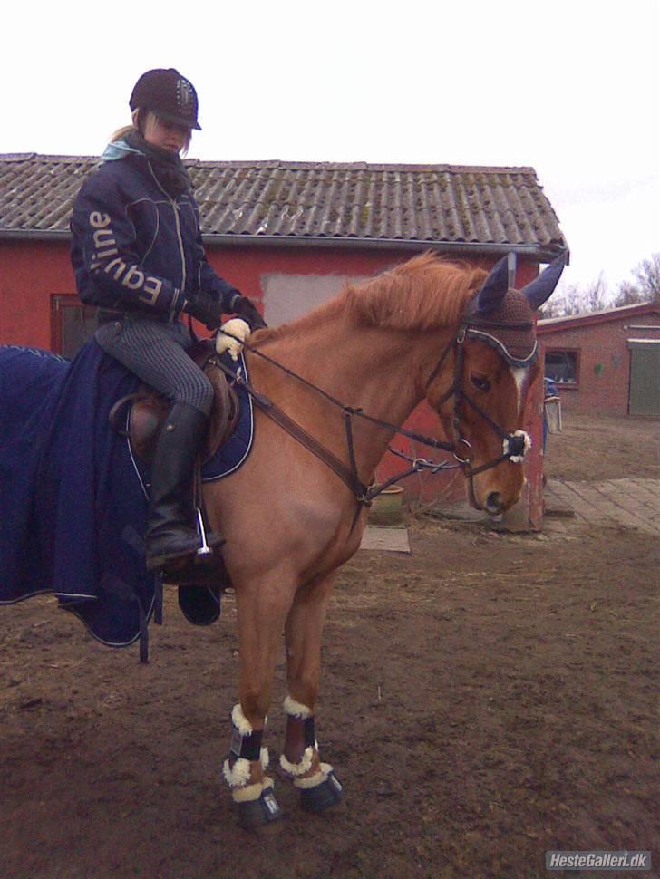 Anden særlig race Sweet Sunshine EFTERLYSES - stjernen og mig inden springundervisning! (:<3 billede 19