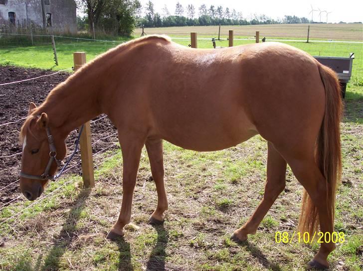 Anden særlig race Hestehuset`s Feline solgt - Kedeligt bare at stå her! billede 3