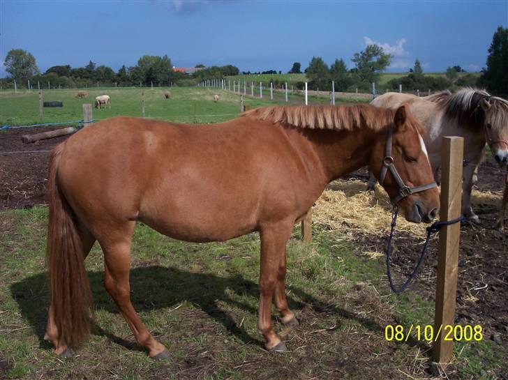 Anden særlig race Hestehuset`s Feline solgt - Nå, har hun ikke snart fået taget de billeder billede 4