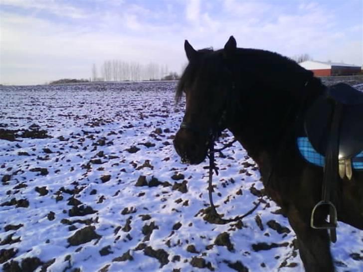 Anden særlig race Lego<3<3(tidl. part)<3<3 - Da vi var ude og ride d. 17/2-09, tog jeg lige et smukt billed af lego<3=) heh billede 18