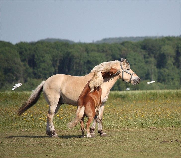 Fjordhest Laban - Grrr den bette s.... den bider.o( billede 1