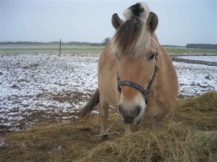 Fjordhest Laban - yep, jeg hygger mig billede 2