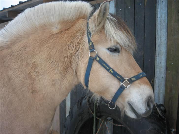 Fjordhest Laban - Åhhh, så fiiin billede 3
