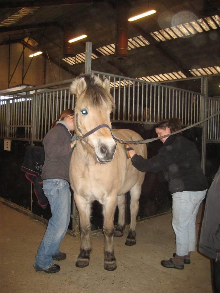 Fjordhest Laban - Laban på Støvring Rideskole billede 4