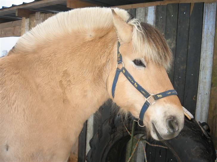 Fjordhest Laban - Åh, så fiin jeg er endnu billede 5