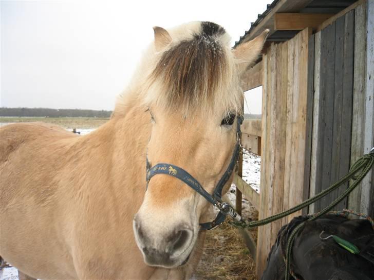 Fjordhest Laban - Hva`har hun nu gang i!!??? billede 6