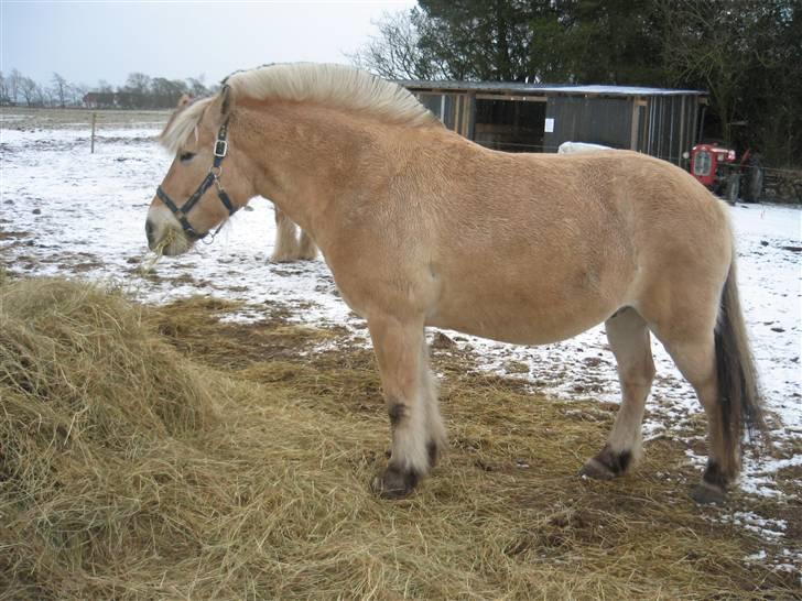 Fjordhest Laban - Jeg æder endnu!! billede 7