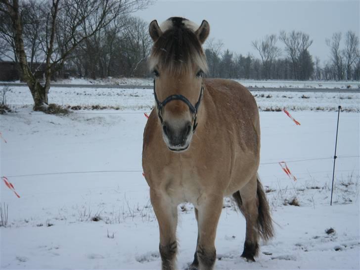 Fjordhest Laban - Kan godt se dig! billede 8