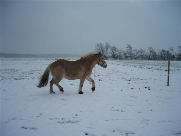 Fjordhest Laban - Uhhh, koldt for poterne billede 9