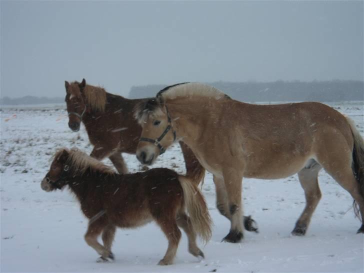 Fjordhest Laban - Alle mine "venner" ihvertfald de små ;o) billede 10