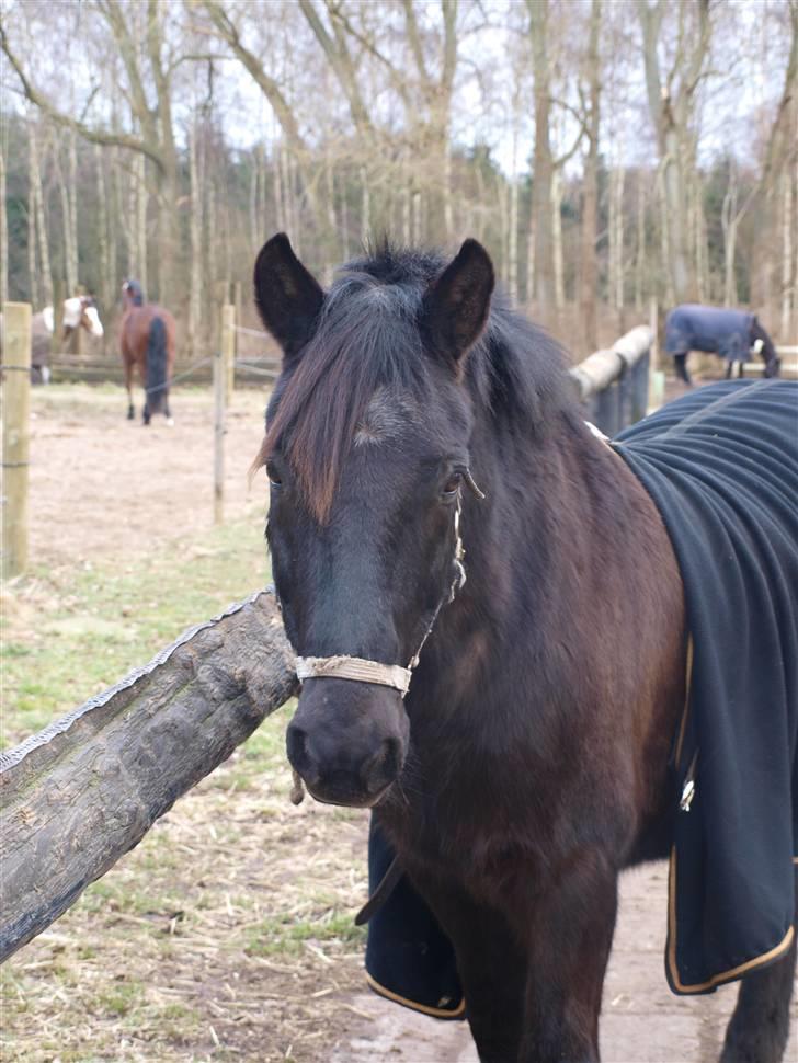 Anden særlig race Thor billede 9