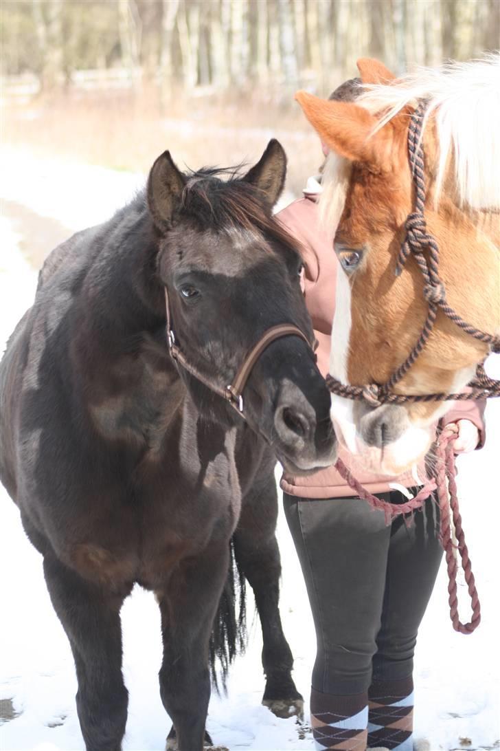 Anden særlig race Thor billede 11