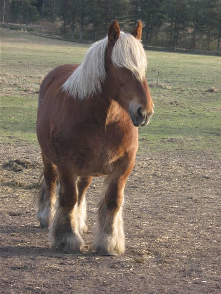 Jyde Linda (avl) - : foto miig billede 17