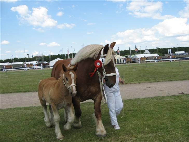 Jyde Linda (avl) - : foto beste billede 18