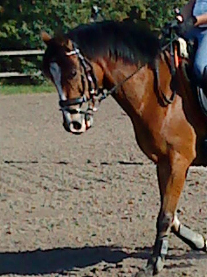 DSP Pilot af Idskov - <3 billede 9