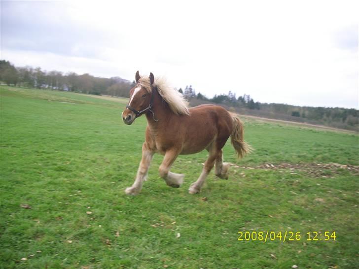 Jyde Nynne - : foto miig billede 10