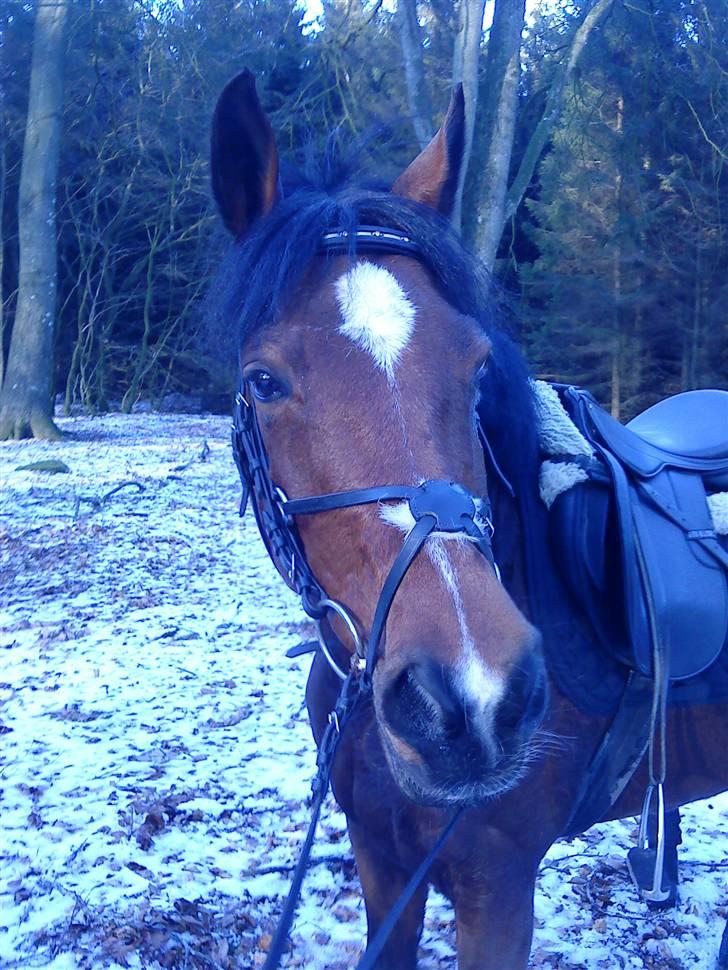 Anden særlig race Vanessa <3   - Èt af vores gode minder :´) <3 du er altid så glad i; . billede 11