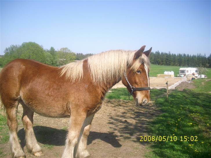 Jyde Nynne - : foto miig billede 11