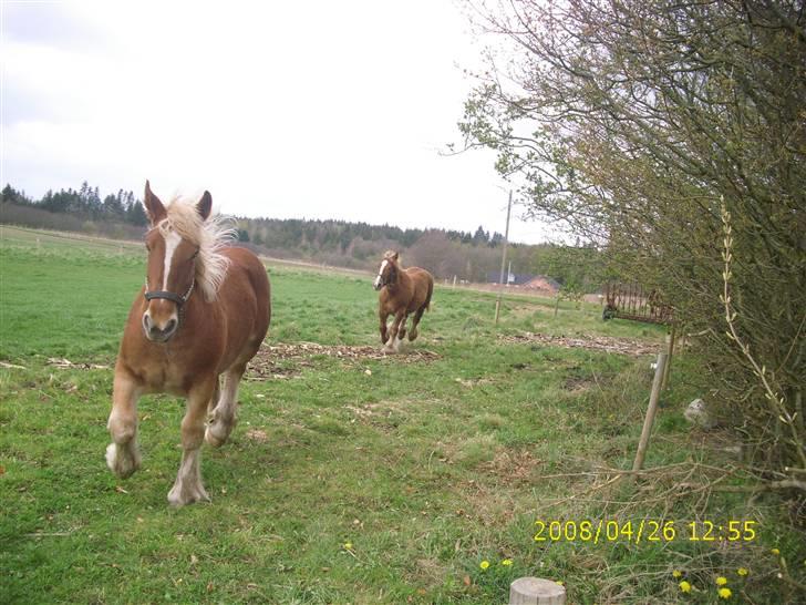 Jyde Nynne - : foto miig billede 12