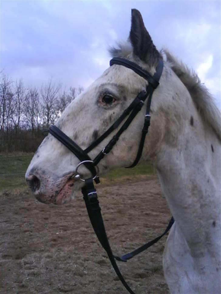 Knabstrupper Diogenes R.I.P :'( - Er han ikke fin?<3 billede 1